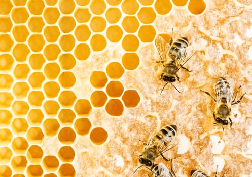 Working bees on honeycomb