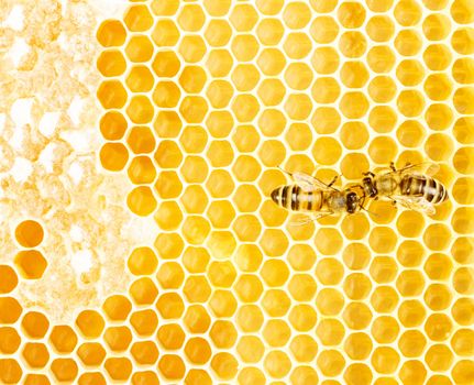 Warking bees on honeycomb