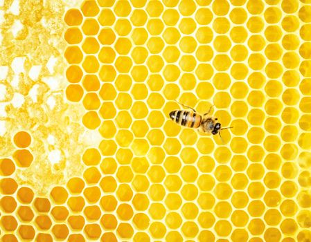 Working bee on honeycomb