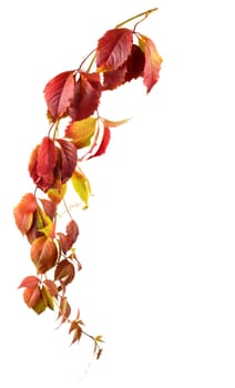 Wild grape autumn branch isolated on white background