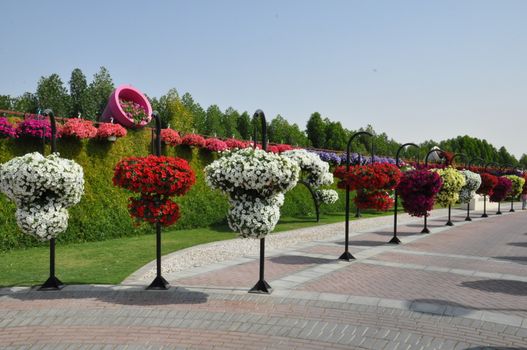 Dubai Miracle Garden in the UAE. It has over 45 million flowers.