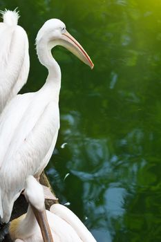 White pelicans near zoo lake
