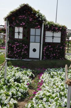 Dubai Miracle Garden in the UAE. It has over 45 million flowers.