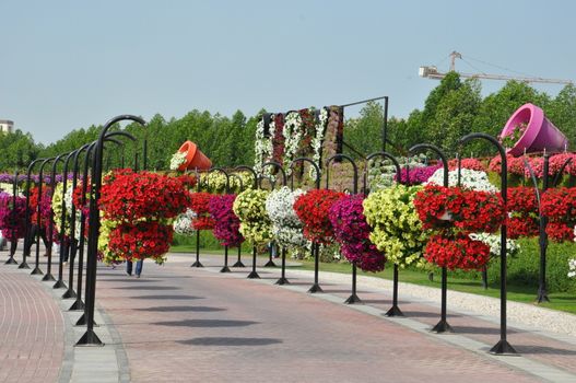 Dubai Miracle Garden in the UAE. It has over 45 million flowers.