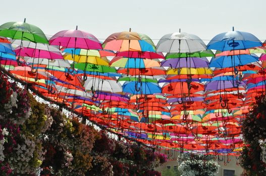 Dubai Miracle Garden in the UAE. It has over 45 million flowers.