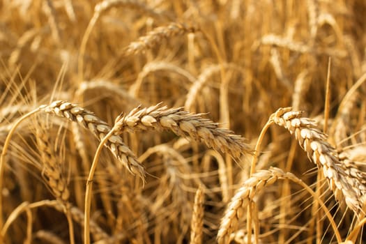 Close up view of wheat ears on the field