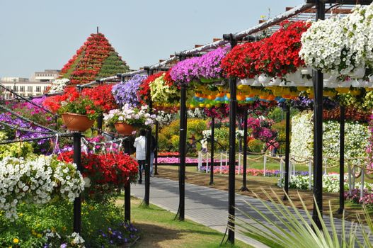 Dubai Miracle Garden in the UAE. It has over 45 million flowers.