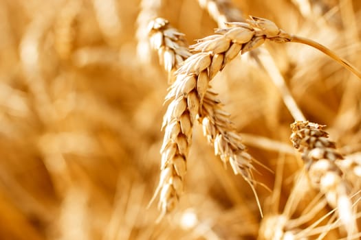 Wheat field