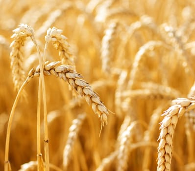Close up view of wheat ears on the field