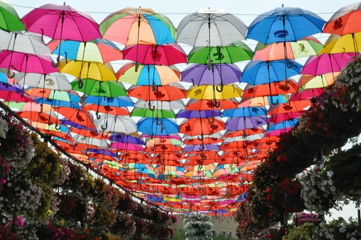 Dubai Miracle Garden in the UAE. It has over 45 million flowers.