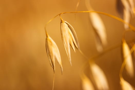 Close up view of oats in the field