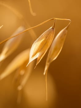 Close up view of oats ears on the field