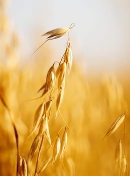 Close up view of oats in the field