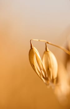 Close up view of oats on the field