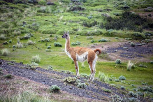 A Guanaco (Lama guanicoe) in Torres del Paine National Park in Patagonia in southern Chile.