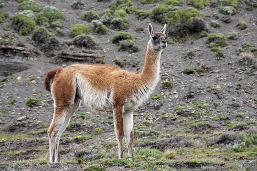 A Guanaco (Lama guanicoe) in Torres del Paine National Park in Patagonia in southern Chile.