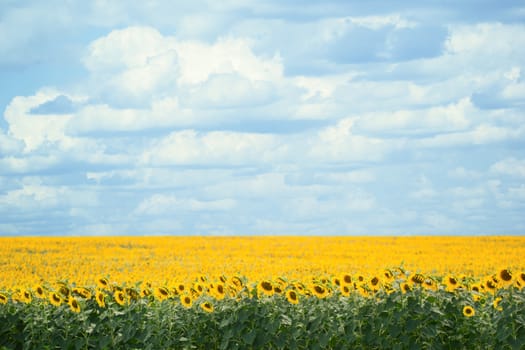 Sunflowers field with cloud blue sky background