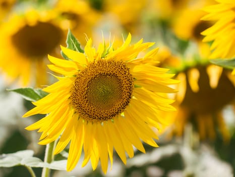 Sunflowers field