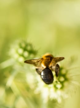 Fly on the summer flowers