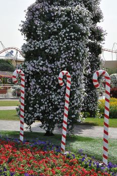 Dubai Miracle Garden in the UAE. It has over 45 million flowers.