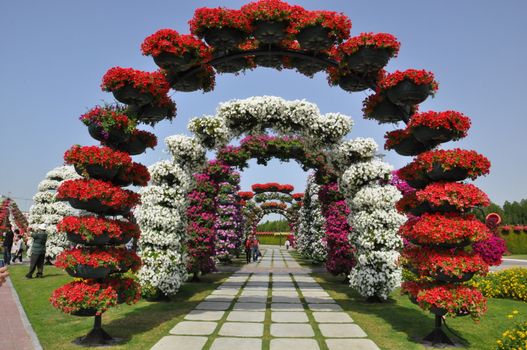 Dubai Miracle Garden in the UAE. It has over 45 million flowers.