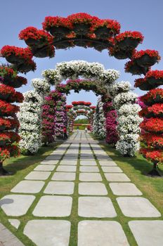 Dubai Miracle Garden in the UAE. It has over 45 million flowers.