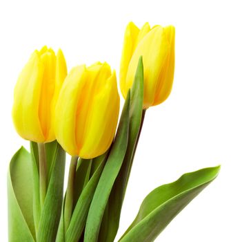 Yellow tulips isolated on white