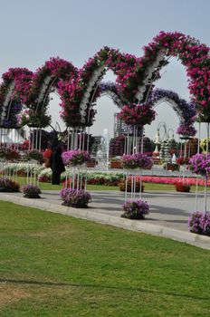 Dubai Miracle Garden in the UAE. It has over 45 million flowers.