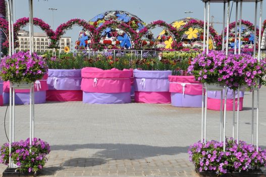 Dubai Miracle Garden in the UAE. It has over 45 million flowers.