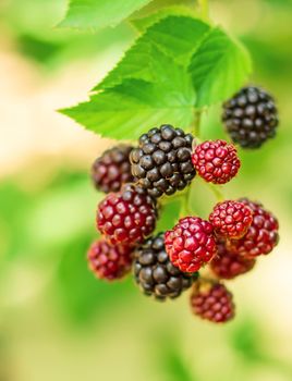 Blackberries, berries background in sunny day