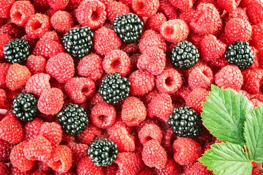 Raspberries and blackberries background with green leaf