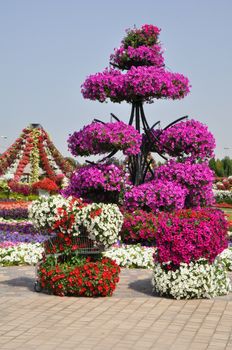 Dubai Miracle Garden in the UAE. It has over 45 million flowers.