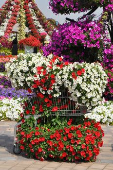 Dubai Miracle Garden in the UAE. It has over 45 million flowers.