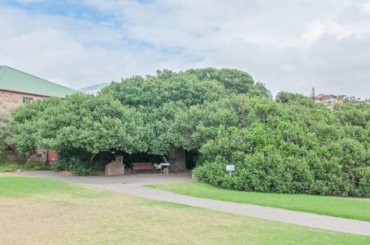 MOSSELBAY, SOUTH AFRICA - DECEMBER 30, 2014: Tree at the Bartolomeu Diaz Museum used by early seafarers as as post box by leaving post in a shoe tied to the tree