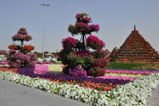 Dubai Miracle Garden in the UAE. It has over 45 million flowers.