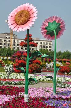 Dubai Miracle Garden in the UAE. It has over 45 million flowers.