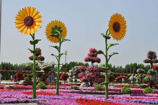 Dubai Miracle Garden in the UAE. It has over 45 million flowers.