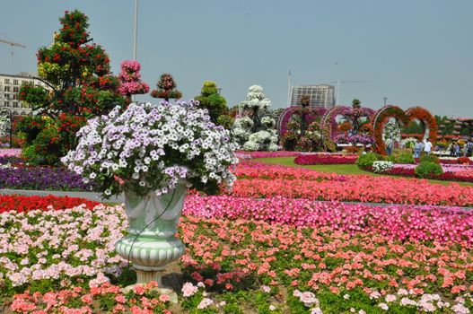 Dubai Miracle Garden in the UAE. It has over 45 million flowers.