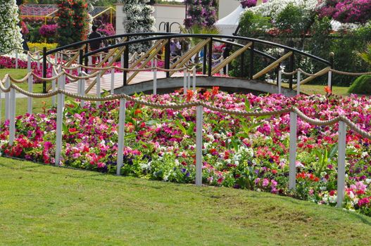 Dubai Miracle Garden in the UAE. It has over 45 million flowers.