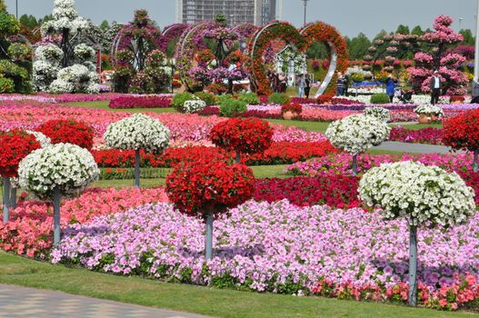 Dubai Miracle Garden in the UAE. It has over 45 million flowers.