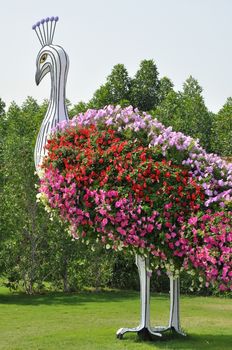 Dubai Miracle Garden in the UAE. It has over 45 million flowers.