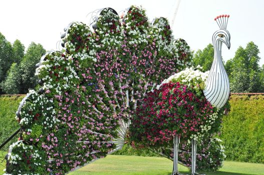 Dubai Miracle Garden in the UAE. It has over 45 million flowers.