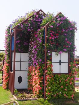 Dubai Miracle Garden in the UAE. It has over 45 million flowers.