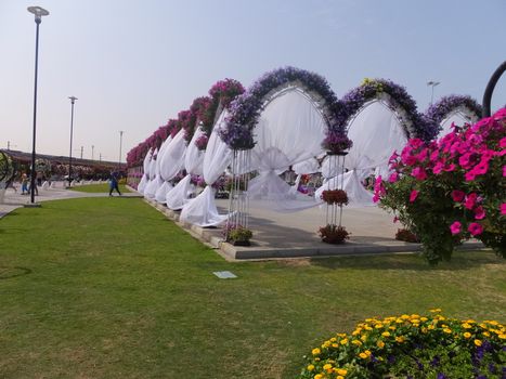 Dubai Miracle Garden in the UAE. It has over 45 million flowers.