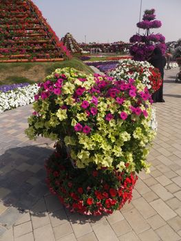 Dubai Miracle Garden in the UAE. It has over 45 million flowers.