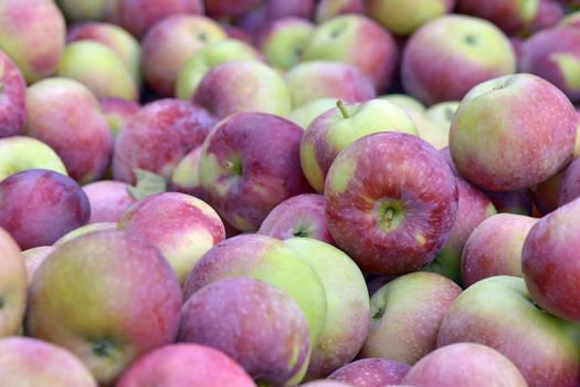 Lot of empire apples picked in autumn