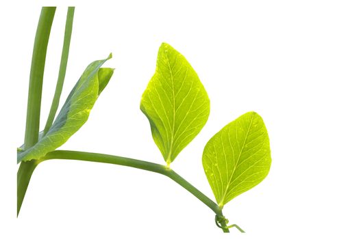 Close-up  of Leaves of snow peas against day isolated on white