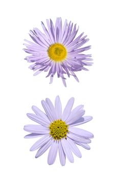 Close-up of two purple asteraceae isolated on white