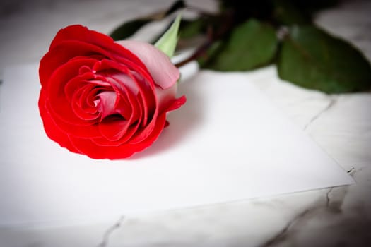 Red rose and a blank sheet of paper