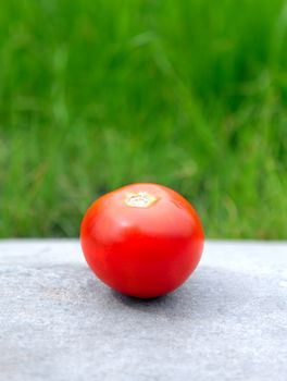 Fresh Tomato on the Green Grass Background